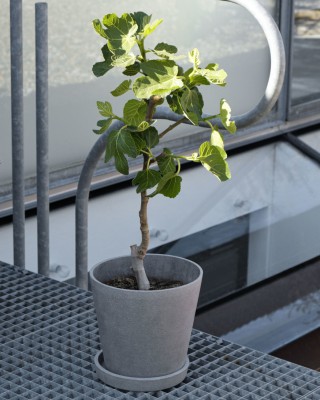 Flowerpot with Saucer